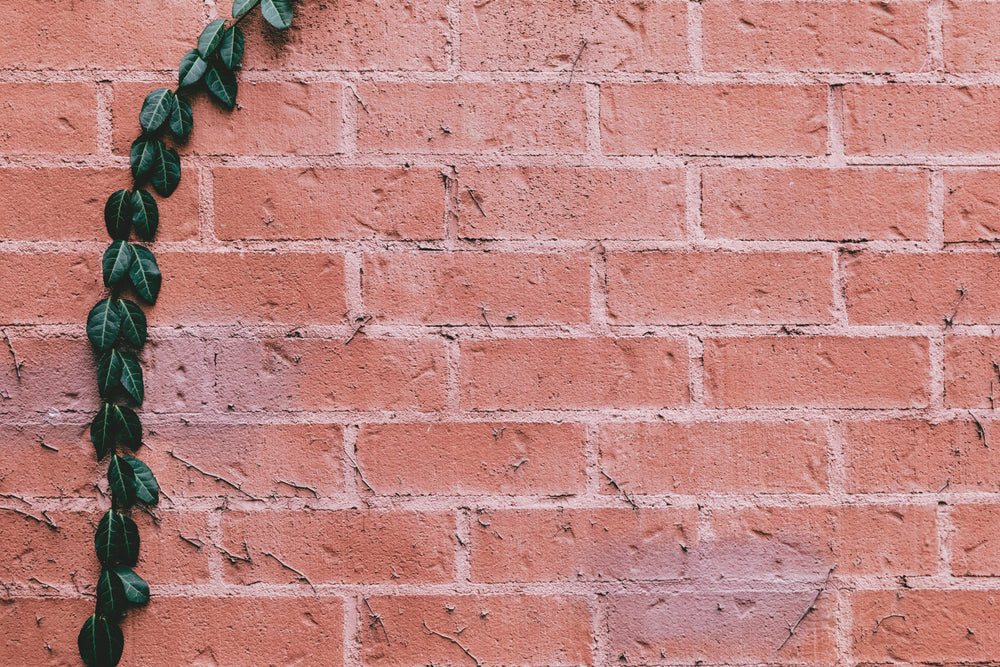vine-growing-up-a-brick-wall